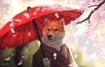  2021 anthro asian_clothing canid canine canis cherry_blossom clothed clothing detailed detailed_fur domestic_dog east_asian_clothing hi_res japanese japanese_clothing male mammal plant sepulte shiba_inu signature solo spitz umbrella 