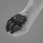  1:1 2021 4_toes ambiguous_form ambiguous_gender black_and_white black_claws black_pawpads claws close-up digital_media_(artwork) feet fluffy foot_focus fur fuzzled fuzzy glistening monochrome pawpads paws simple_background solo toe_claws toes white_body white_fur 