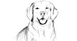  bird_dog black_lips breath canid canine canis cross-hatching domestic_dog feral fluffy_coat general_proton golden_retriever happy hatching_(art) hi_res hunting_dog lips looking_at_viewer mammal monochrome panting portrait retriever shaded simple_background smile solo tongue tongue_out 