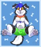  2021 anthro biped black_body black_ears black_fur blep blue_background blue_hair bone border boxers_(clothing) canid canine canis cheek_tuft clothed clothing collie cute_fangs domestic_dog eyebrow_through_hair eyebrows facial_tuft feet floppy_ears foot_focus fur gaokun green_clothing green_underwear hair herding_dog hi_res inner_ear_fluff kerchief male mammal markings multicolored_body multicolored_clothing multicolored_ears multicolored_fur multicolored_kerchief multicolored_underwear partially_clothed pastoral_dog pawpads presenting_bulge rainbow_clothing rainbow_kerchief red_eyes sheepdog simple_background solo spots spotted_markings spotted_pawpads tongue tongue_out translucent translucent_hair tuft two_tone_body two_tone_ears two_tone_fur underwear white_body white_border white_ears white_fur white_inner_ear yellow_sclera 