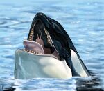  blue_eyes cetacean delphinoid female feral glistening glistening_body kayla_(kayla_orca) kayla_orca mammal marine oceanic_dolphin open_mouth orca solo teeth teeth_showing tongue tongue_out toothed_whale water 