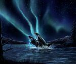  aurora_borealis cetacean delphinoid duo female feral glistening glistening_body glowing grass jumping kayla_(kayla_orca) kayla_orca male male/female mammal marine mountain night oceanic_dolphin orca orka_(orka) plant sea seaside star toothed_whale tree water wet 