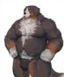  2021 anthro belly bernese_mountain_dog black_body black_nose brown_body bulge canid canine canis clothing domestic_dog fd-caro fur hi_res humanoid_hands male mammal molosser moobs mountain_dog navel nipples overweight overweight_male simple_background solo swiss_mountain_dog underwear white_background white_body white_fur 