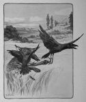  1920 20th_century 4_toes ambiguous_gender ancient_furry_art avian beak biped bird border canid canine claws corvid corvus_(genus) crow detailed_background feathered_wings feathers feet feral field flying fox greyscale group hi_res joseph_jacinto_mora male mammal monochrome nude open_beak open_mouth oscine outside passerine pawpads paws public_domain red_fox reynard_the_fox signature sky spread_legs spreading tail_feathers text toe_claws toes traditional_media_(artwork) white_border wings 