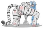  1girl animal_ears anus barefoot blue_eyes blue_hair blush braid claws feet furry kneeling long_hair looking_back nezumi nezunezu nude pawpads paws pussy scar simple_background soles solo spread_legs tail tiger toes uncensored white_tiger 
