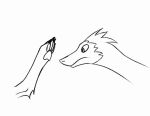  4_toes ambiguous_gender animated barefoot claws dinosaur dromaeosaurid duo feet foot_fetish foot_lick foot_play licking line_art mammal pawpads reptile scalie shellyghast simple_background theropod toe_claws toes tongue tongue_out white_background 