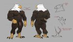  0rang3 2021 4_fingers 4_toes abs absurd_res accipitrid accipitriform anisodactyl anthro arrow avian bald_eagle balls beak biceps biped bird bird_feet black_claws black_eyes brown_balls brown_body brown_feathers butt claws digital_media_(artwork) digitigrade eagle english_text feathers feet finger_claws fingers front_view full-length_portrait genitals glans grey_background grey_body grey_feathers half-erect hi_res humanoid_genitalia humanoid_penis looking_at_viewer male model_sheet multicolored_body multicolored_feathers multiple_angles multiple_images muscular muscular_anthro muscular_male navel non-mammal_balls nude pecs penis pink_glans portrait rear_view scuted_arms scutes sea_eagle shaded silas_(corvuscantum) simple_background solo standing tail_feathers talons text toe_claws toes white_body white_feathers yellow_beak yellow_sclera 