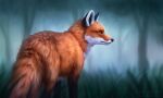  ambiguous_gender canid canine chiakiro feral forest fox fur grass mammal orange_body orange_fur plant solo tall_grass tree 