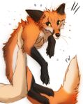  ambiguous_gender black_body black_fur canid canine feral fingers flashw fox fur mammal orange_body orange_fur paws simple_background white_background yellow_eyes 