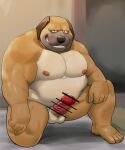  00murice 2021 anthro balls belly brown_body canid canine canis censored domestic_dog erection genitals humanoid_genitalia humanoid_hands humanoid_penis kemono male mammal moobs navel nipples overweight overweight_male penis solo 