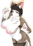  anthro big_breasts blue_eyes blush breasts brown_hair clothed clothing female fluffy fluffy_tail fur genitals hair hi_res mellonsoda multicolored_body multicolored_fur nipples partially_clothed pussy simple_background smile solo two_tone_body two_tone_fur white_background white_body white_fur 