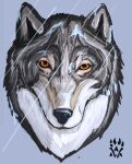  2017 amber_eyes ambiguous_gender anthro black_body black_fur black_nose blue_background canid canine canis digital_media_(artwork) fur headshot_portrait mammal portrait raining simple_background solo white_body white_fur wolf wolfdawg 