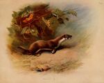  1918 20th_century 5:4 ambiguous_gender ancient_art archibald_thorburn brown_body brown_fur english_text fallen_leaves feral fur hi_res least_weasel loose_feather mammal mustela mustelid musteline outside public_domain quadruped signature solo text traditional_media_(artwork) true_musteline white_body white_fur 