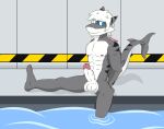  admiralbruh1897 anthro balls blue_eyes changed_(video_game) feet fish genitals grey_body hair hi_res humanoid looking_at_viewer male marine multicolored_body muscular muscular_male nipples penis shark shark_tail sitting solo stripes the_shark_(changed) water white_body white_hair 