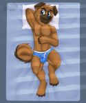  2021 absurd_res anthro balls_outline bed black_nose blue_briefs blue_eyes brown_body brown_ears brown_fur brown_hair bulge canid canine canis chest_tuft claws curled_tail cute_fangs detailed_bulge domestic_dog eyebrow_through_hair eyebrows floppy_ears fur furniture gaokun genital_outline hair hand_behind_head hand_on_chest hi_res looking_at_viewer lying male mammal multicolored_body multicolored_ears multicolored_fur pillow shih_tzu simple_background skullbite solo toe_claws toy_dog translucent translucent_hair tuft two_tone_body two_tone_ears two_tone_fur watermark 