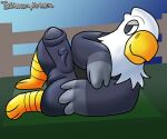  2020 3_toes absurd_res accipitrid accipitriform animal_crossing anthro apollo_(animal_crossing) avian bald_eagle balls big_balls big_penis bird black_clothing black_topwear black_vest blue_sky bottomless clothed clothing detailed_background digital_media_(artwork) eagle erection feather_hands feathers feet fence foreskin genitals grey_balls grey_body grey_feathers grey_penis half-closed_eyes head_tuft hi_res humanoid_genitalia humanoid_penis kiiro_endings leaning leaning_back looking_forward lying male multicolored_body multicolored_feathers narrowed_eyes nintendo on_back outside penis presenting presenting_penis sea_eagle side_view signature sky smile solo toes topwear tuft two_tone_body two_tone_feathers video_games zipper 