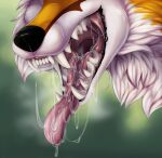  bodily_fluids canid canine drooling feral fox hi_res male male/male mammal open_mouth saliva unknown_artist 