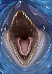ambiguous_gender blue_body bodily_fluids cetacean dolphin feral front_view glistening glistening_eyes grey_body hi_res imperatorcaesar looking_at_viewer mammal marine mouth_shot open_mouth partially_submerged pink_tongue saliva saliva_string solo tongue toothed_whale