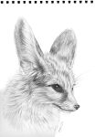 canid canine ears_up fennec_fox feral fox graphite_(artwork) headshot_portrait hi_res mammal pencil-arts pencil_(artwork) portrait realistic realistic_feral sketch traditional_media_(artwork) true_fox
