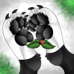  101_dalmatian_street 101_dalmatians canid canine canis dalmatian disney dolly_(101_dalmatians) domestic_dog female feral mammal mistletoe pawpads paws plant samuelwolfo solo 