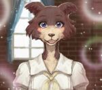  2020 anthro beastars blue_eyes blush brick_wall canid canine canis cheek_tuft clothed clothing curtains detailed_background facial_tuft female fur inside juno_(beastars) looking_at_viewer mammal multicolored_body multicolored_fur open_mouth signature solo tuft tvard two_tone_body two_tone_fur wall_(structure) window wolf 