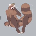 absurd_res ailurid anthro balls blush brown_body brown_fur feet flustered foreskin fur genitals grey_background hand_on_face hi_res humanoid_feet humanoid_genitalia humanoid_penis male mammal minedoo minedoo_(character) nipples nude_anthro nude_male penis plantigrade red_panda shy simple_background sitting solo tail tail_motion tailwag throbbing throbbing_penis 