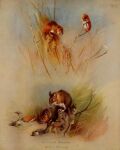  1919 20th_century ambiguous_gender ancient_art archibald_thorburn beady_eyes brown_body brown_fur climbing duo english_text eurasian_harvest_mouse feral fur grass hi_res leaf mammal multicolored_body multicolored_fur multiple_images murid murine outside plant public_domain quadruped rodent species_name text traditional_media_(artwork) two_tone_body two_tone_fur whiskers white_body white_fur wood_mouse 