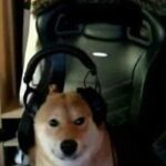  canid canine canis chair domestic_dog feral furniture gaming headphones low_res male mammal photo_background playing_videogame pro_gaming real shiba_inu solo spitz 