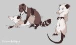 ambiguous_penetration american_opossum anthro black_nose blue_eyes brown_body brown_fur duo female female_penetrated fingerless_(marking) fingerless_gloves_(marking) folvondusque fur genitals gloves_(marking) grey_body grey_fur heather_(over_the_hedge) hi_res male male/female male_penetrating male_penetrating_female mammal markings marsupial nude nude_female nude_male over_the_hedge penetration pink_nose pouch_(anatomy) procyonid raccoon ring_(marking) ringed_tail rj_(over_the_hedge) sex striped_markings striped_tail stripes tail tail_around_partner tail_markings virginia_opossum vulva
