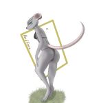  anthro butt clothing female grass hardenonn hi_res lingerie mammal mouse murid murine plant rodent solo 