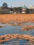  architecture blue_sky building commentary_request day east_asian_architecture forest highres muji_(uimss) nature no_humans original outdoors reeds scenery sky tree water 