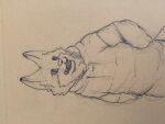  absurd_res canid canine fox hi_res male mammal rocky_valentine sketch solo 