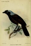  1898 19th_century absurd_res ambiguous_gender ancient_art avian azure-naped_jay biped bird black_body black_feathers branch claws corvid cyanocorax dipstick_tail feathers feral grey_body grey_feathers hi_res jay_(bird) joseph_smit leaf markings new_world_jay oscine passerine public_domain solo tail_feathers tail_markings toe_claws traditional_media_(artwork) yellow_eyes 