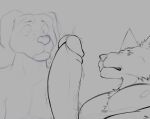  2021 anthro beastars big_penis bodily_fluids canid canine canis clenched_teeth digital_media_(artwork) domestic_dog doost duo erection floppy_ears genital_fluids genitals grey_background humanoid_genitalia humanoid_penis jack_(beastars) legoshi_(beastars) male male/male mammal nipples nude penis precum simple_background teeth throbbing throbbing_penis wolf 