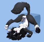  2021 anthro ass_up balls belly black_body black_fur black_hair blue_background blush breasts canid canine claws colored cube_(object) feet fluffy fluffy_tail fur genitals grey_nipples grey_penis gynomorph hair hi_res hindpaw humanoid_genitalia humanoid_penis intersex long_hair looking_away lying mammal medium_breasts multicolored_body multicolored_fur navel neck_tuft nipples olive_cow pawpads paws penis shaded simple_background solo spread_legs spreading thick_thighs tuft upside_down white_body white_fur worried 