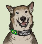  brazilian_flag canid canine canis collar ear_piercing english_text fur hi_res looking_at_viewer male mammal piercing portrait reyes_(sepulte) sepulte simple_background solo text wolf 
