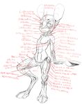  anatomy animancer diagram dipodid female greek hi_res jerboa labeled luck_(disambiguation) mammal muscular nude rodent study 