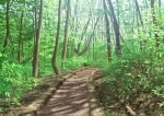  dappled_sunlight day forest gravel landscape nature no_humans original outdoors path scenery sunlight suupii tree 