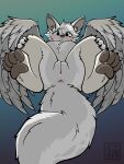  2022 absurd_res anus big_eyes big_tail blue_eyes brown_pawpads cheek_tuft claws cute_expression dated digital_media_(artwork) ear_tuft facial_tuft feet fluffy fluffy_chest fluffy_tail fur fur_tuft fuzzy genitals gradient_background grey_body grey_fur grey_wings hi_res invalid_tag juwunipur legs_up lying on_back pawpads paws pinup pose presenting pussy rounded_claws shaded signed simple_anus simple_background simple_coloring simple_eyebrows simple_nose simple_shading solo solo_focus tan_body tan_fur tuft white_body white_fur white_wings wings worried ych_result 