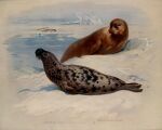  20th_century 5:4 ambiguous_gender ancient_art archibald_thorburn bearded_seal brown_body brown_fur claws duo_focus english_text feral fin fur group hi_res hooded_seal ice mammal marine multicolored_body multicolored_fur no_sclera nude outside pinniped public_domain seal tail_fin text traditional_media_(artwork) two_tone_body two_tone_fur water whiskers 