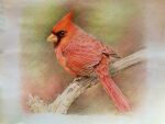  animal animal_focus bird branch cardinal_(bird) closed_mouth commentary_request don_quixote_(1261226043) feathers gradient gradient_background looking_at_viewer no_humans original traditional_media 