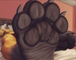  4_toes anthro bed black_body black_fur canid canine clothed clothing feet foot_focus fur furniture inside lying male mammal maned_wolf maneymaw mtfoxx on_back pawpads paws phone solo toes underwear underwear_only yellow_body yellow_fur 