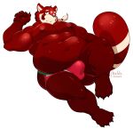  2022 absurd_res ailurid anthro belly bulge clothing genital_outline hi_res humanoid_hands jockstrap kemono lying maldu male mammal moobs navel nipples overweight overweight_male penis_outline red_body red_panda simple_background solo underwear white_background 