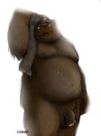  2020 absurd_res after_shower anthro balls belly black_nose brown_body dober flaccid genitals hi_res male mammal moobs navel nipples overweight overweight_male penis simple_background solo towel ursid white_background 