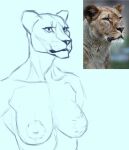  anthro areola big_areola breasts felid female lion mammal muscular muscular_female nipples pantherine real reference_image sketch solo xenoyparxi 