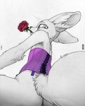  2022 ambiguous_gender anthro butt canid canine clothing corset ecmajor fennec flower fox hi_res lingerie looking_at_viewer low-angle_view mammal mouth_hold plant rose_(flower) signature simple_background sitting solo topwear white_background 