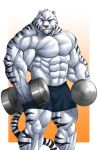  2012 anthro barazoku big_muscles black_body black_fur blue_eyes bottomwear clothed clothing dumbbell echin felid fur hi_res huge_muscles humanoid_hands looking_at_viewer male mammal muscular muscular_anthro muscular_male pantherine pink_nose shorts simple_background solo standing tiger topless veiny_muscles weights whiskers white_body white_fur yinhuo_(character) 