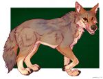  2021 ambiguous_gender callen_(axeltheaussie) canid canine canis coyote coywolf feral gazehound_(artist) hybrid looking_at_viewer mammal simple_background solo tongue tongue_out wolf 