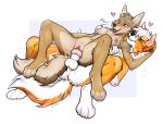  &lt;3 2022 4_toes 5_fingers absurd_res anthro anthro_on_anthro anthro_penetrated anthro_penetrating anthro_penetrating_anthro anus australian_shepherd australian_shepherd_(applejacksville) balls canid canine canis coyote digital_media_(artwork) domestic_dog duo f-r95 feet female female_penetrated fingers fur genitals herding_dog hi_res knot male male/female male_penetrating male_penetrating_female mammal open_mouth pastoral_dog penetration penis sex sheepdog smile teeth toes tongue vaginal vaginal_penetration white_body white_fur 