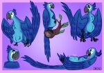  absurd_res annoyed avian belly belly_rub big_tummy bird blue_macaw blue_sky_studios disney female feral grumpy happy hi_res jewel_(rio) macaw neotropical_parrot parrot pregnant pregnant_female rio_(series) rumbling_stomach sketch_page solo true_parrot vore xenopony456 